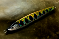 ソード４０  サケ稚魚チャートオリーブ