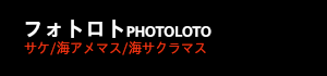 フォトロト